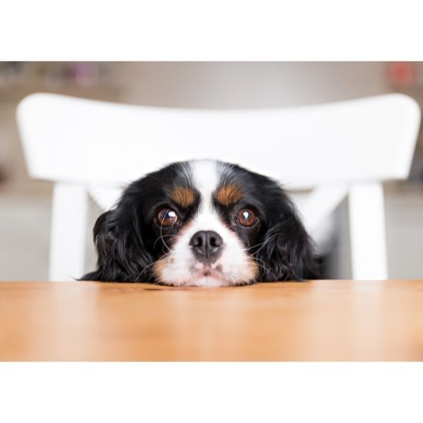 דירוג מזון לכלבים - כלב ליד שולחן
